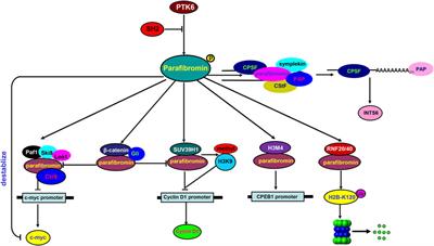 The roles of the tumor suppressor parafibromin in cancer